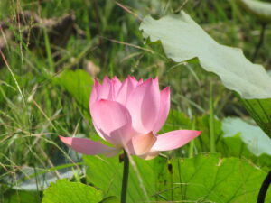 Lotus