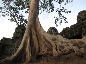 Ta Phrom Tempel/Ta Phrom temple